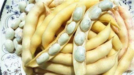 东北油豆种子，彩虹豆种子，市场的油豆品种，甘肃酒泉育种生产厂家批发供应