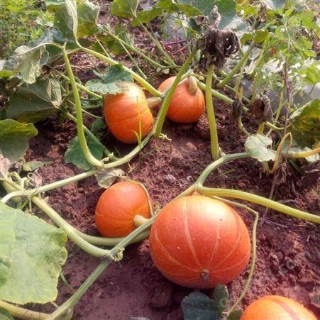 内蒙四子王旗红南瓜种子，种植基地认可品种，大基地种植品种种子生产商直批