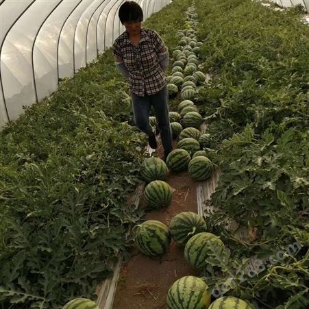 金美都西瓜种子，改良8424抗裂西瓜种子，高纯度高芽率西瓜种子，中国农科院推荐品种