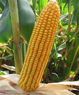 德美亚1号，短日期玉米种子批发，低温区域推荐品种，，价格亲民！