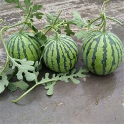 懒汉王西瓜种子，新培育西瓜品种，耐低温表现好的西瓜品种，甘肃酒泉种子繁育基地批发