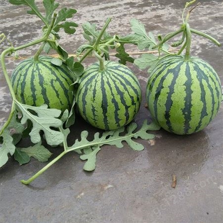 懒汉王西瓜种子，新培育西瓜品种，耐低温表现好的西瓜品种，甘肃酒泉种子繁育基地批发