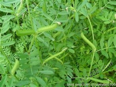 今冬绿肥野豌豆种子订购