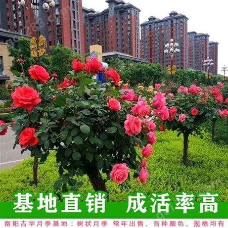 北京4公分树状月季批发 吉华长期供应