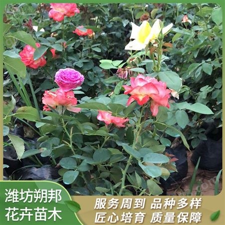 月季花栽培 批发品种月季 朔邦花卉 大量出售月季盆栽
