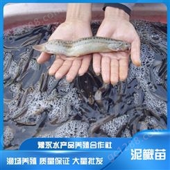 中国台湾泥鳅苗繁育技术  淡水泥鳅鱼苗 量大从优