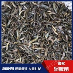 许昌泥鳅苗养殖技术 豫永泥鳅苗批发 中国台湾泥鳅苗养殖基地