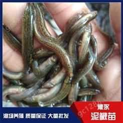 山东求购中国台湾泥鳅苗 泥鳅苗厂家出售