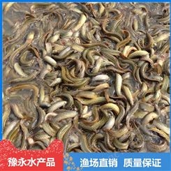 泥鳅苗养殖基地 重庆市杂交泥鳅苗价格