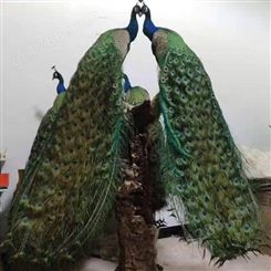 脱温孔雀标本现货出售 纯手工定制 造型美观 羽翼丰满