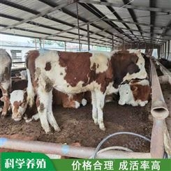 西门塔尔牛 西门塔尔牛肉牛 活体西门塔尔牛 长期供应