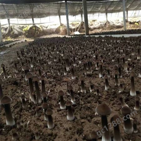 联盛 鸡枞菌供应 黑皮鸡枞菌鲜货 生产厂家