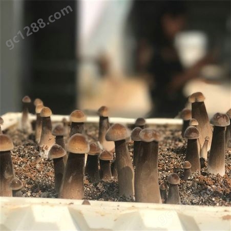联盛 食用菌黑皮鸡枞菌基地 北京鸡枞鲜货 欢迎咨询