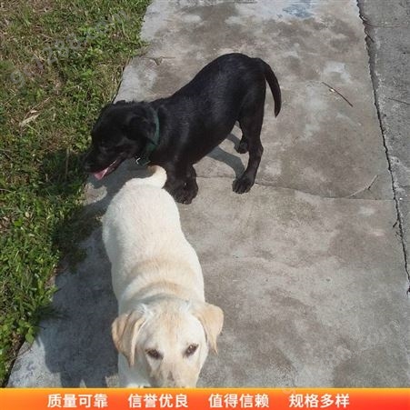 拉布拉多犬 养殖拉布拉多犬 双血统拉布拉多犬 长期直供