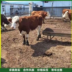 西门塔尔牛小牛犊 改良西门塔尔母牛 怀孕西门塔尔牛 出售供应