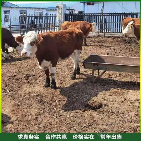 西门塔尔牛小牛犊 改良西门塔尔母牛 怀孕西门塔尔牛 出售供应