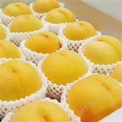 黄中黄油桃 黄金油桃价格好 山东油桃大量上市 繁荣好吃不贵
