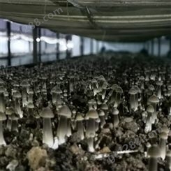 联盛 北京鸡枞菌厂家 北京鸡枞鲜货 价格合理