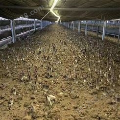 黑皮鸡枞菌种植  鸡枞菌人工栽培 金乡联盛菌业 黑皮鸡枞菌菌包