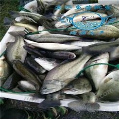 养殖基地加州鲈鱼苗 腾海淡水养殖鲈鱼苗供应商