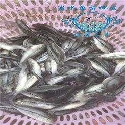 全年供应加州鲈鱼苗 腾海养殖基地鲈鱼苗价格