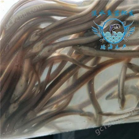 腾海高成活率鳗鱼苗 高成活率日本鳗鱼苗 高成活率花鳗鱼苗