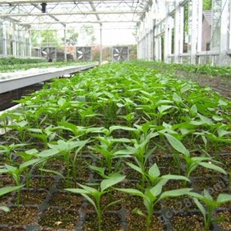 育苗基质育苗土扦插基质无土栽培基质品质稳定苗壮根系发达