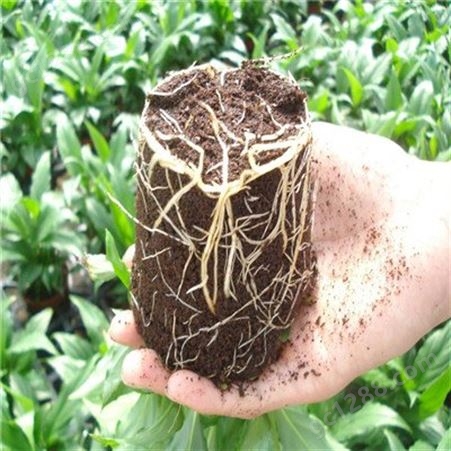 蔬菜水稻育苗基质厂家直供内含生根菌种快速生根出苗齐可提供代加工