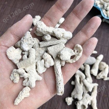 水过滤珊瑚骨 珊瑚砂 水族珊瑚骨鱼缸滤材  供应珊瑚骨