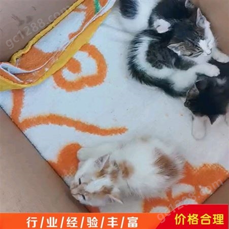 养殖场宠物猫活体 中华田园猫 种橘猫