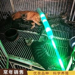 活体中华田园猫 土猫幼猫 宠物猫橘猫 养殖基地