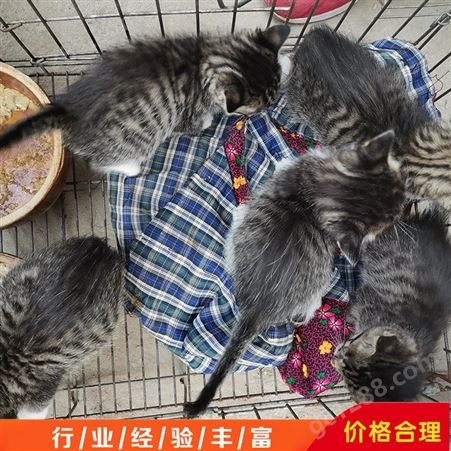 养殖场宠物猫活体 中华田园猫 种橘猫