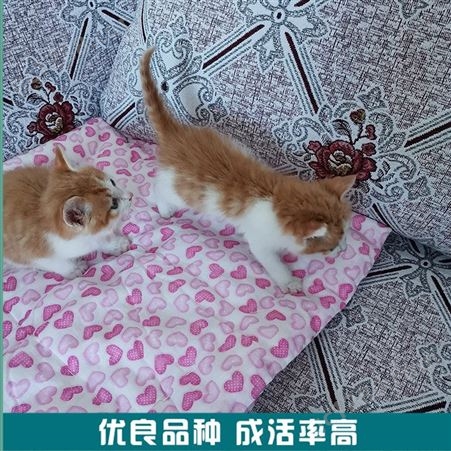 供应中华田园猫 橘猫活体 宠物猫价格
