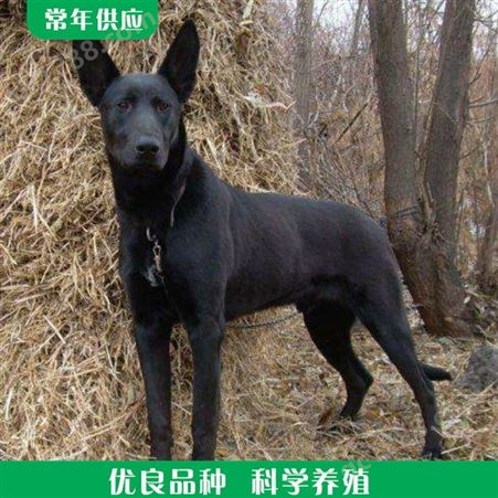 黑狼犬幼崽 血统黑狼犬 家养黑狼犬 长期出售