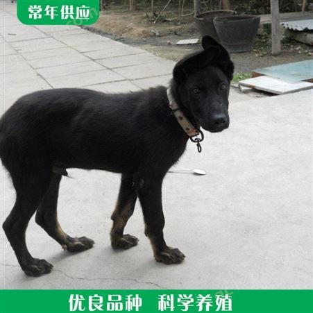 黑狼犬幼崽 血统黑狼犬 家养黑狼犬 长期出售