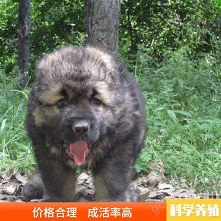 大型护卫高加索犬 活体双血统高加索犬 高加索犬幼犬出售价格