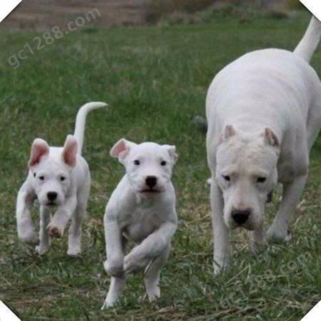 阿根廷大型杜高犬 猛犬护卫犬杜高犬 种杜高幼犬批发售价 好健康