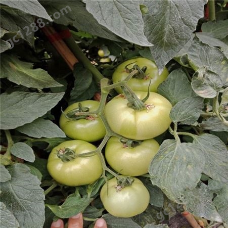 红果大番茄种子_Lvtian/绿田_抗褪绿番茄种子_供应出售