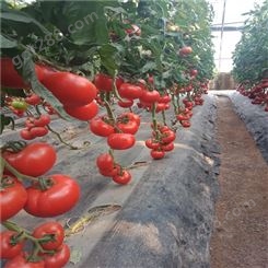红果大番茄种子_Lvtian/绿田_抗褪绿番茄种子_供应出售