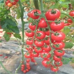 粉果番茄种子_Lvtian/绿田_抗TY西红柿种子_商家出售