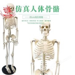 店长用于教学与讲解85cm基础白骨骼模型基础纯白85cm骨骼模型