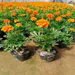 时令草花批发大量现货 郑州花卉市场 户外花卉草花品种