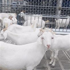 常年供应美国白山羊 零售美国白山羊 长年提供白山羊 鼎荣 出售批发