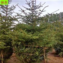 云杉  云杉树种植基地  绿化工程专用 红皮云杉 3 4 5 6米云杉树苗价格 绿化树云杉