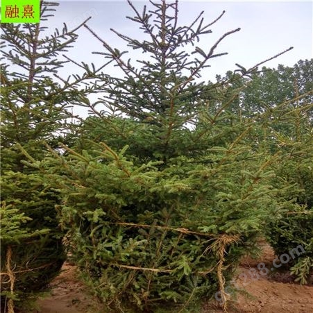 云杉  云杉树种植基地  绿化工程专用 红皮云杉 3 4 5 6米云杉树苗价格 绿化树云杉