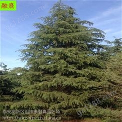 江苏雪松种植基地 落地冠树形优美 4-10米高 8米雪松价格
