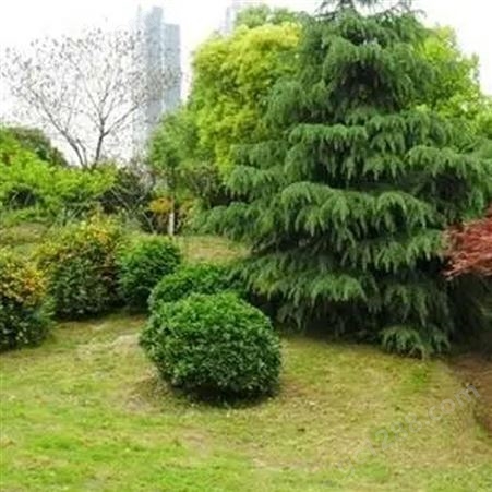 武汉园林景区设计 园林景观绿化公司 园林庭院绿化 润泽蔚来 b000217